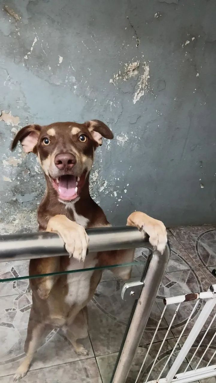 Cachorro 