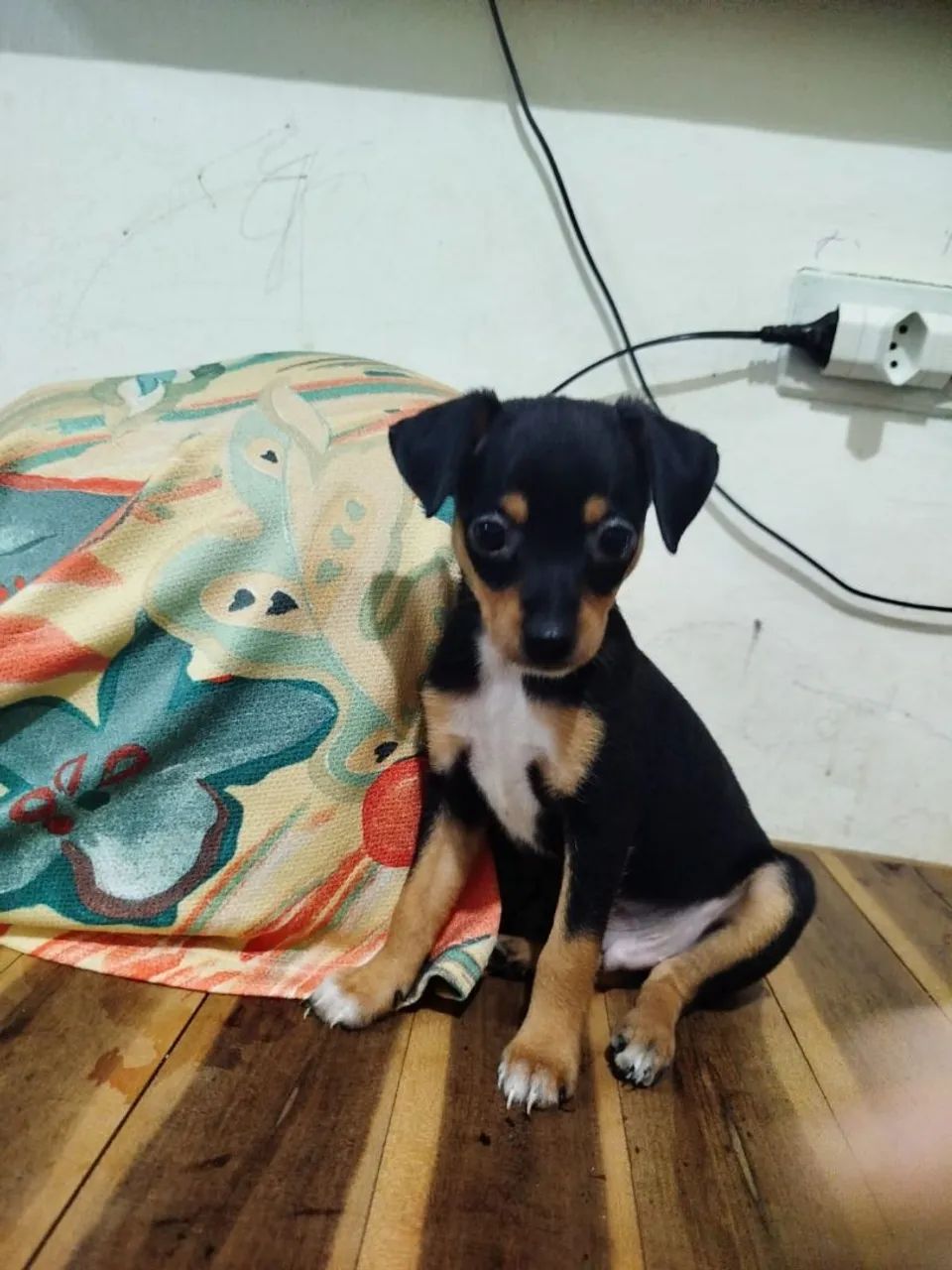 Pinscher n1 machos - Foto 3