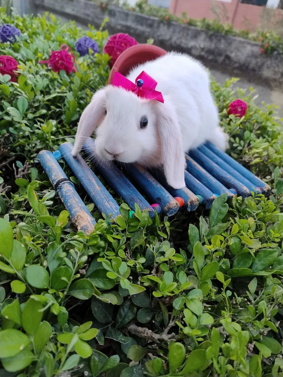 Coelho Mini lop disponível 