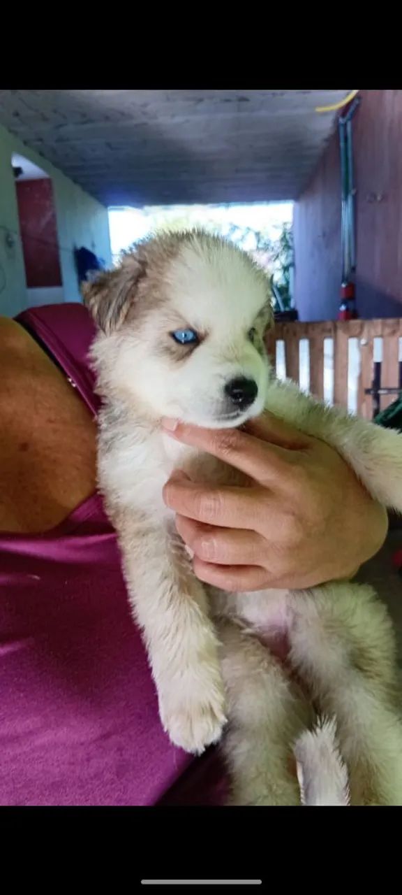 Husky siberiano 