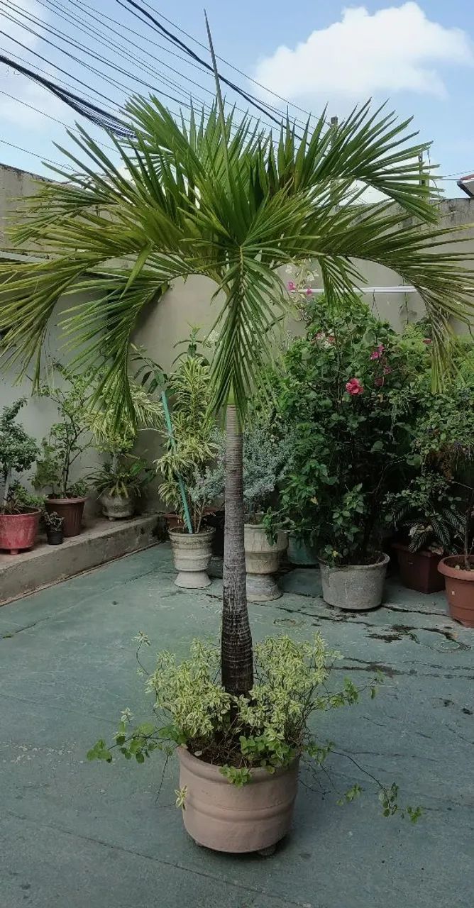Palmeira Imperial  - Foto 2