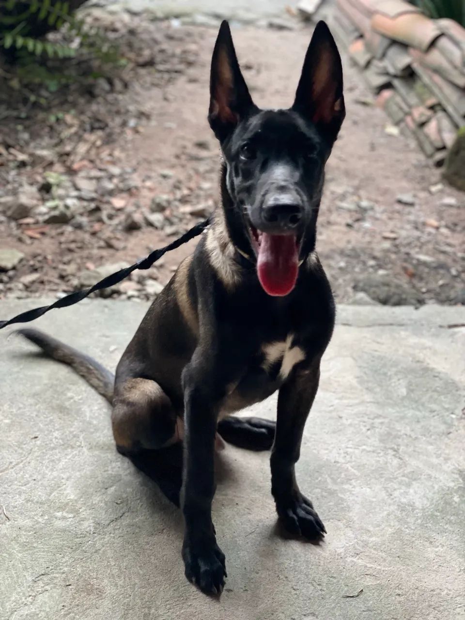 Belga Malinois  - Foto 4