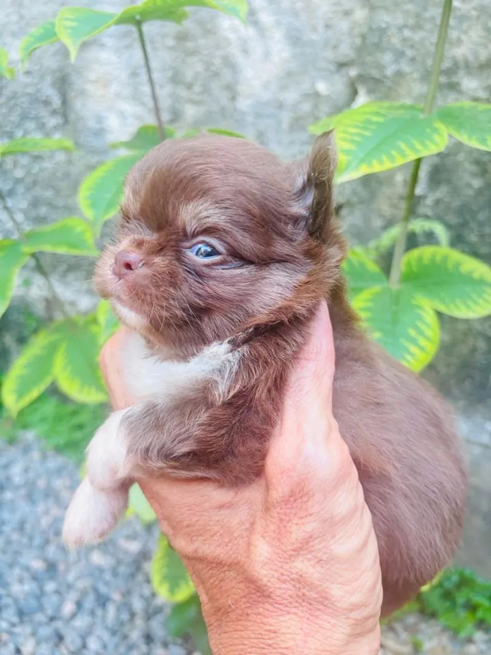 Chihuahua  - Foto 2