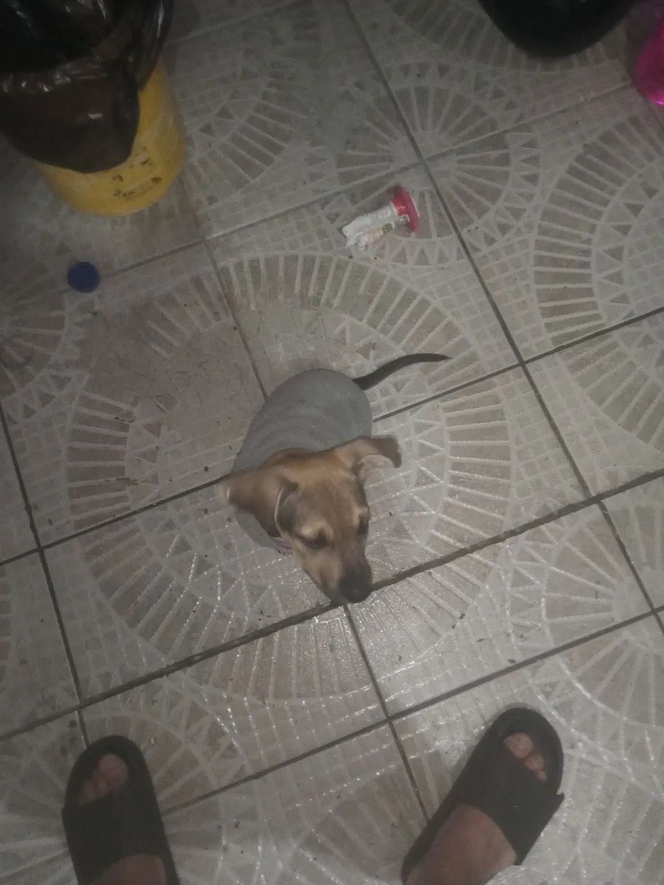Cachorro ? macho - Foto 2