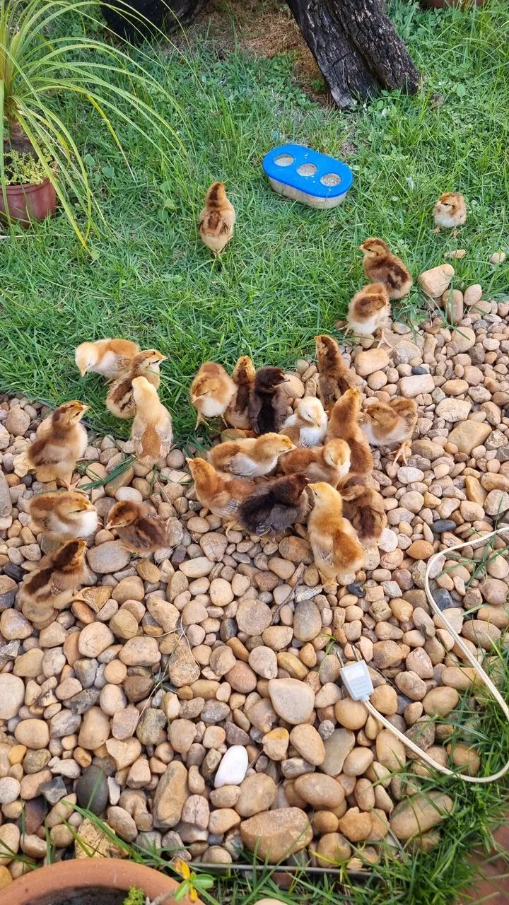 Pintinhos machos e fêmeas Galinha Poedeira Rhode Island Red 