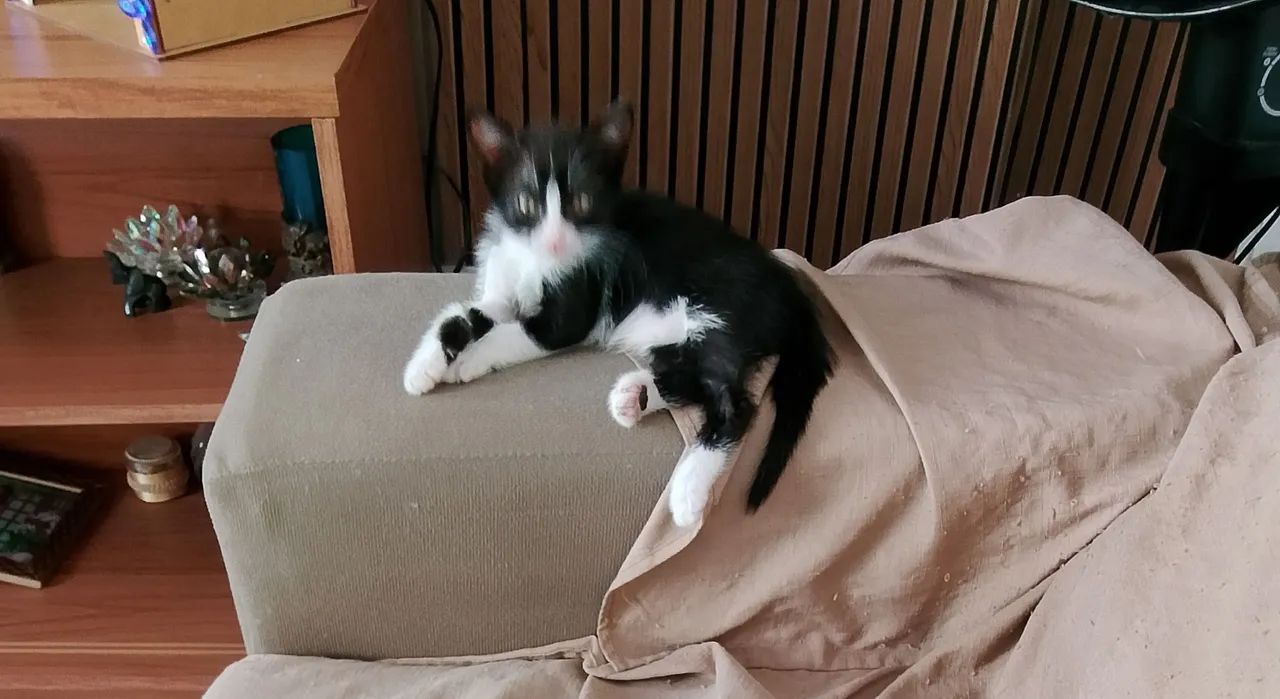 Gatos para adoção  - Foto 4
