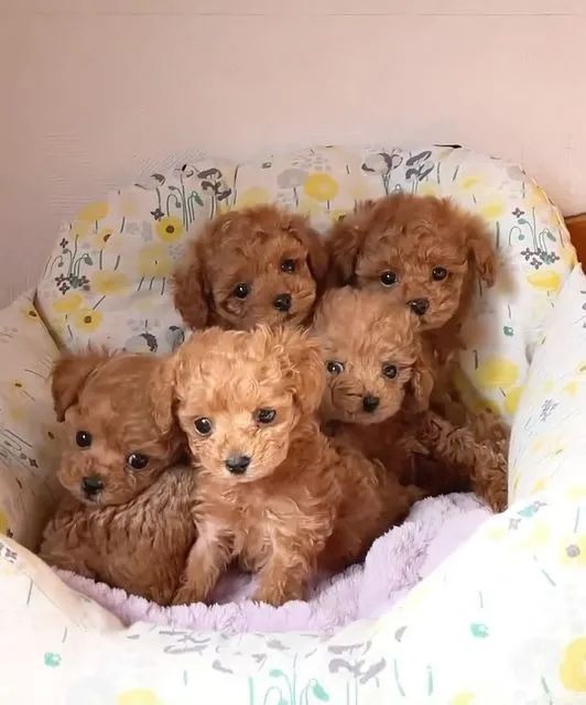 Poodle Red