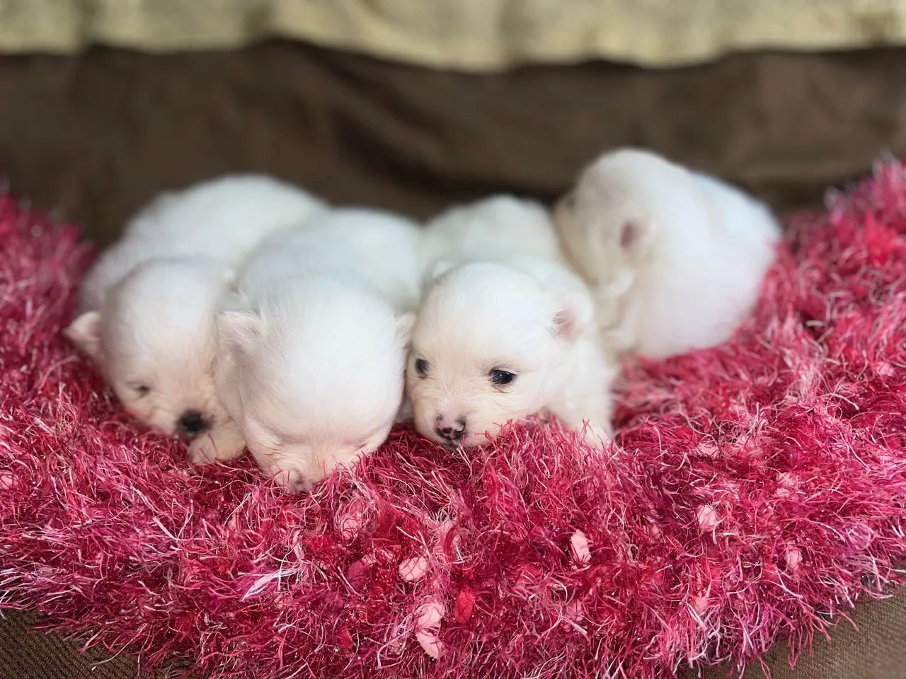 Lulu da Pomerânia fêmeas - Foto 5