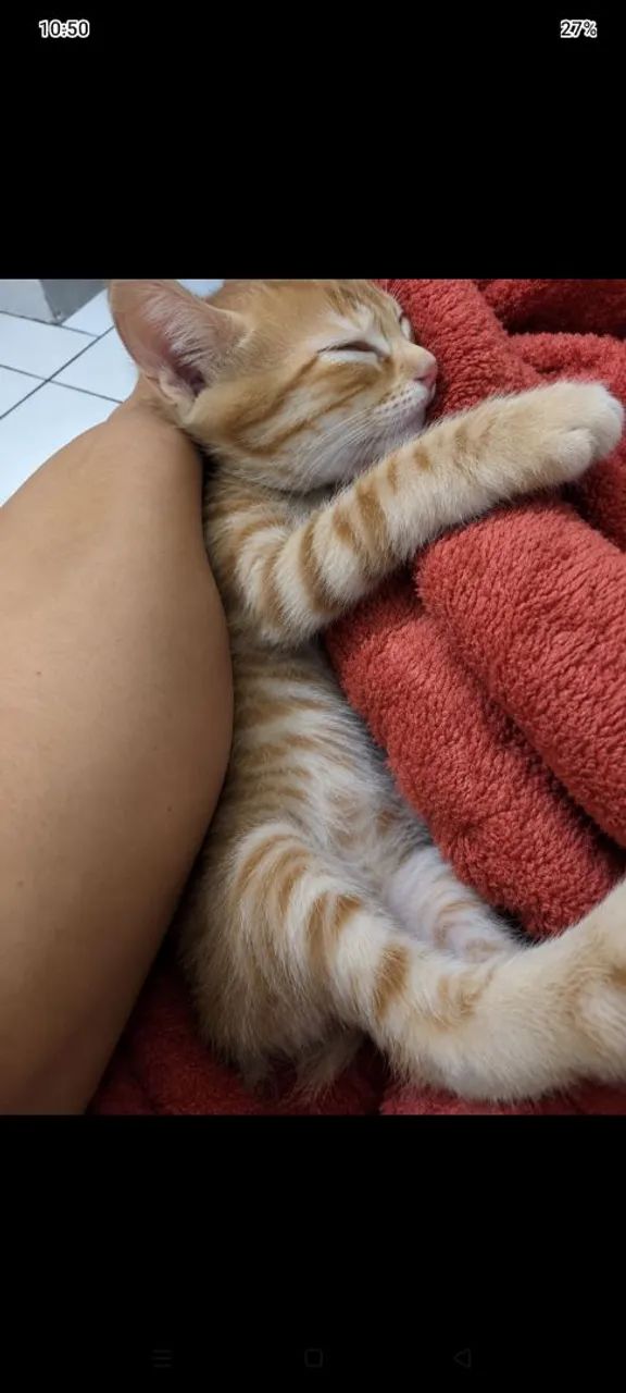 Gatinhos para adoção  - Foto 2