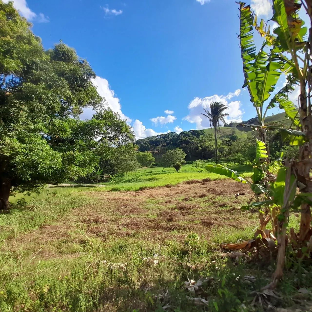 SITIO EM MURICI-AL!! - Foto 4