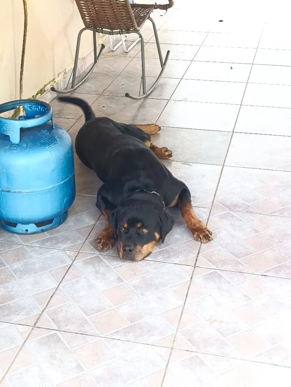 Cão rotwailer  - Foto 2