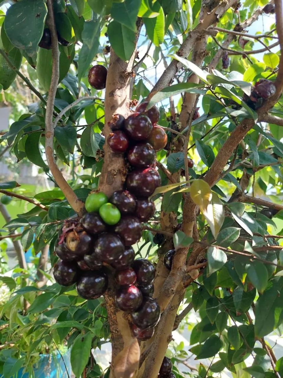 Jaboticabeira dando frutas.