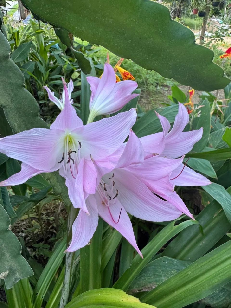 Muda de Lirio rosa - Foto 2