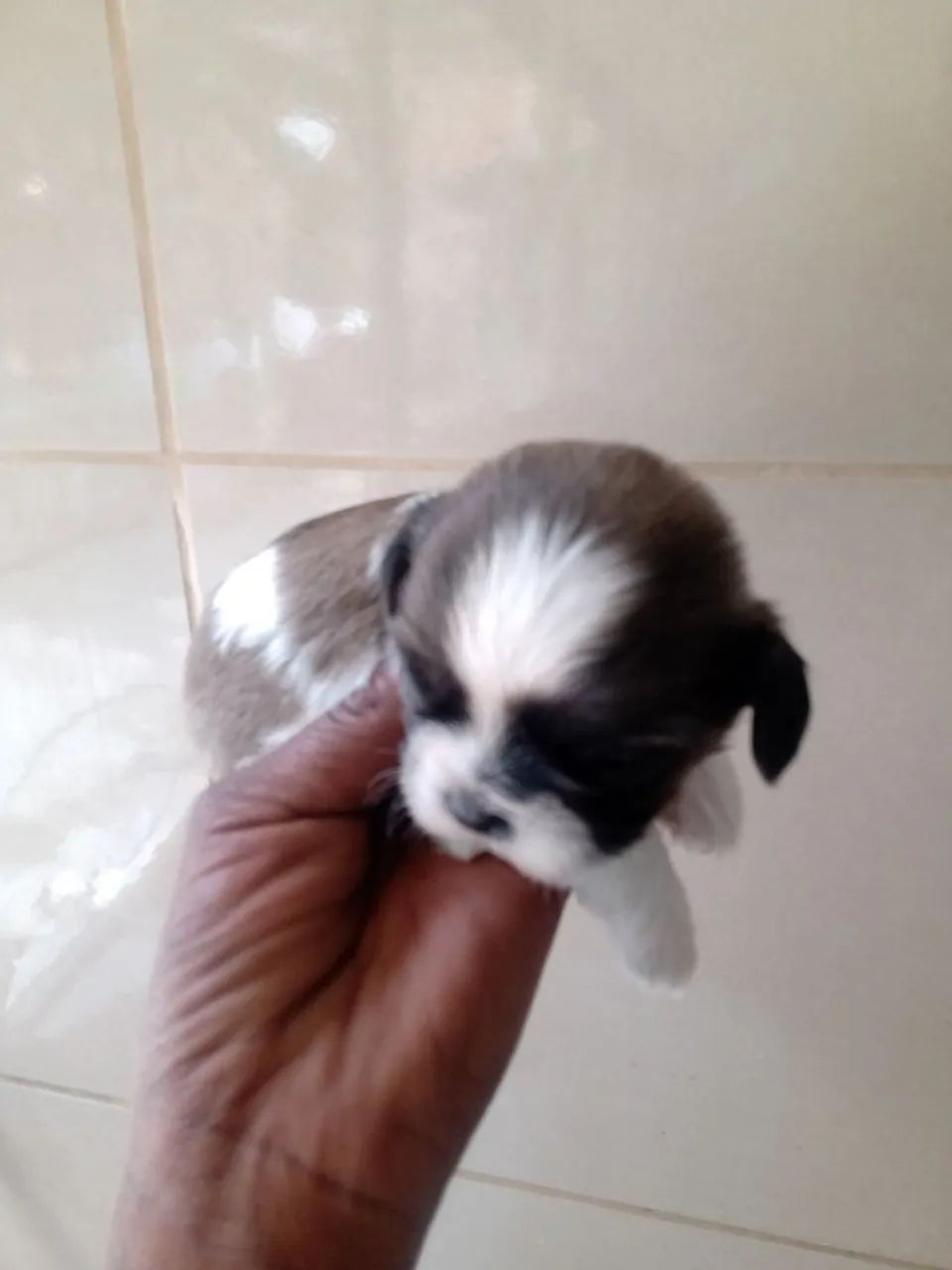Shih tzul  - Foto 6
