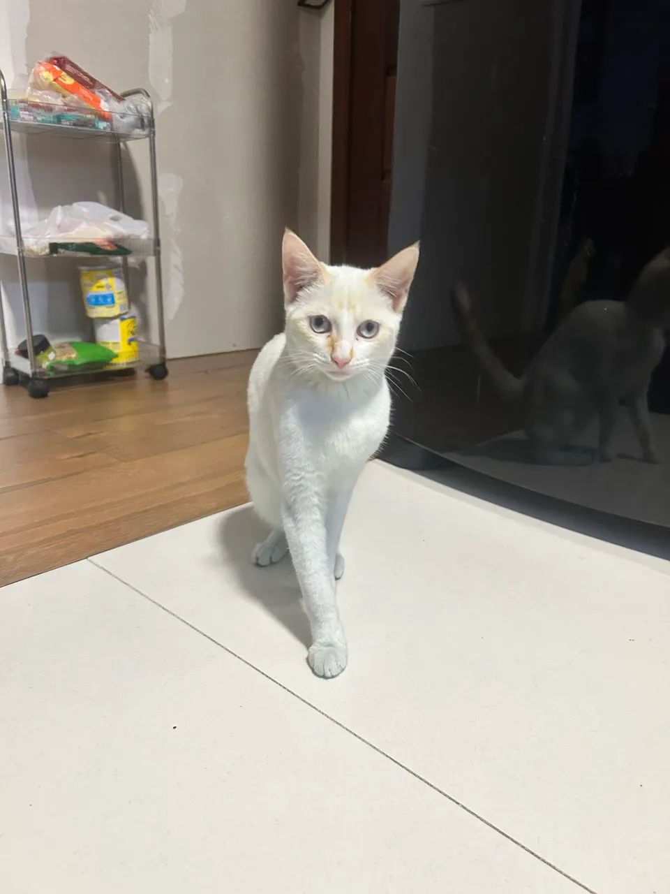 Gato para doação 