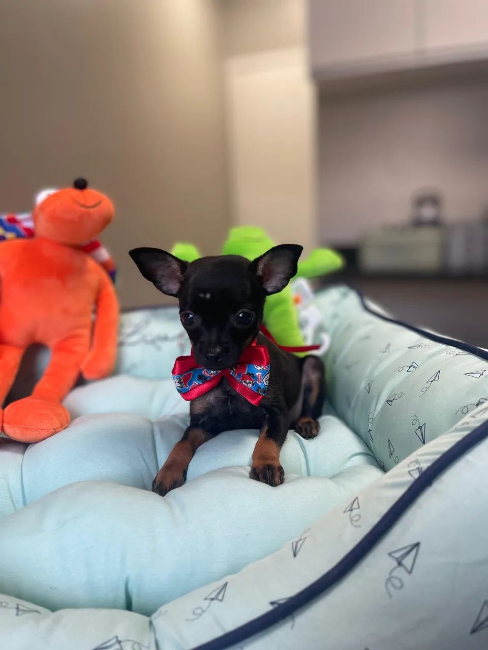 Pinscher 0  - Foto 4