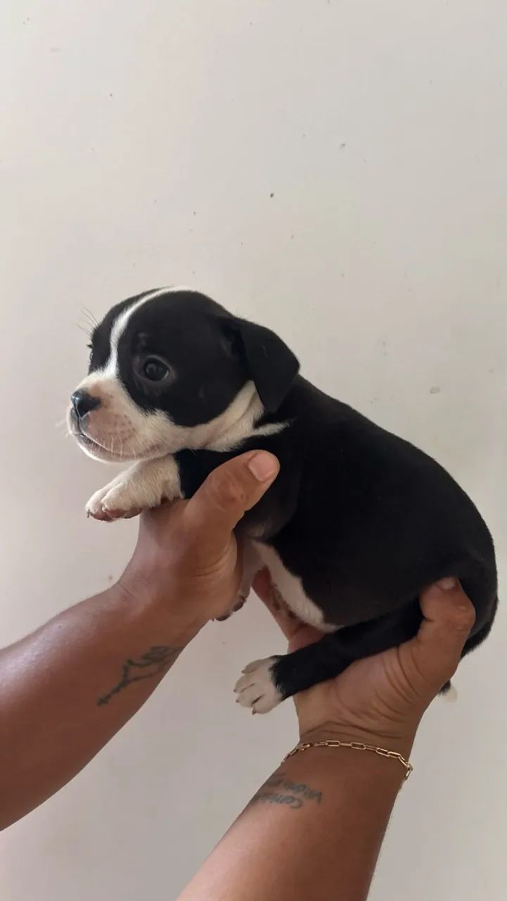Cachorro - Foto 4