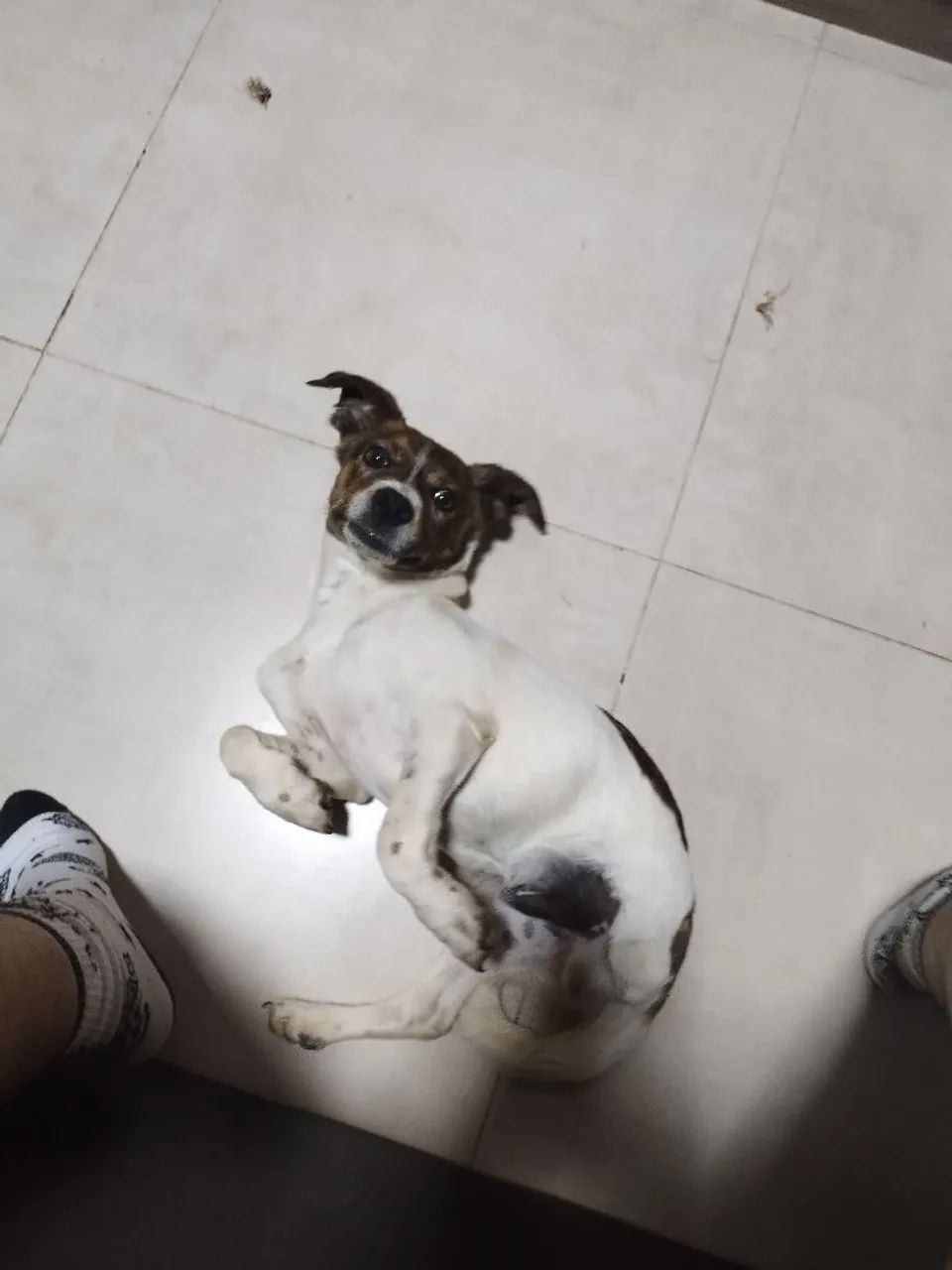 Cachorro doação - Foto 4