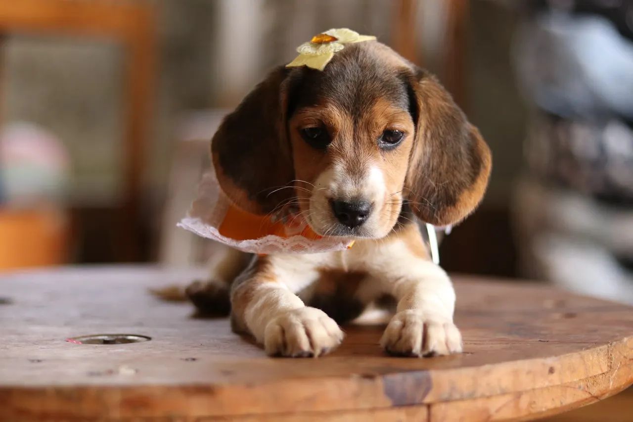 BEAGLES PARCELAMOS  - Foto 2