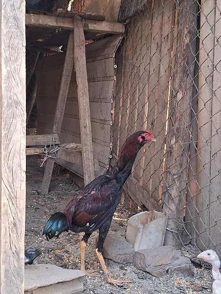 Frango Indio Barbudo - Foto 4