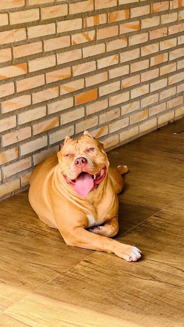 Pit Monster fêmea - dócil e sociável 10 meses 