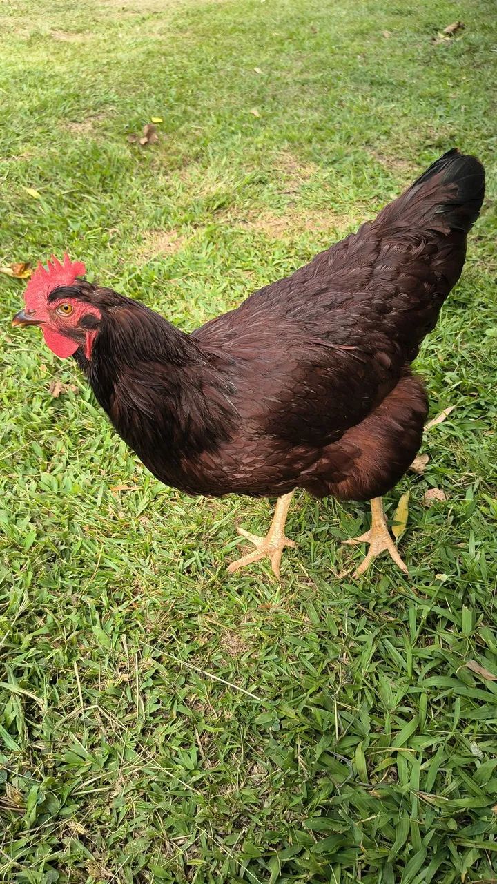 Rhode Island Red - Foto 2