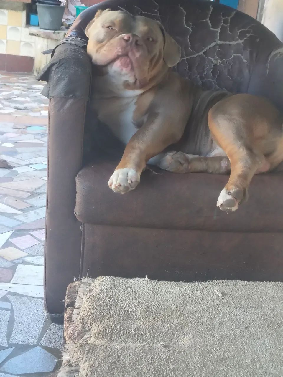 American Bully  - Foto 4