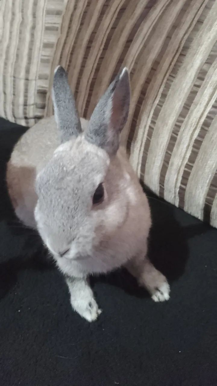 Coelho de estimação de raça  - Foto 2