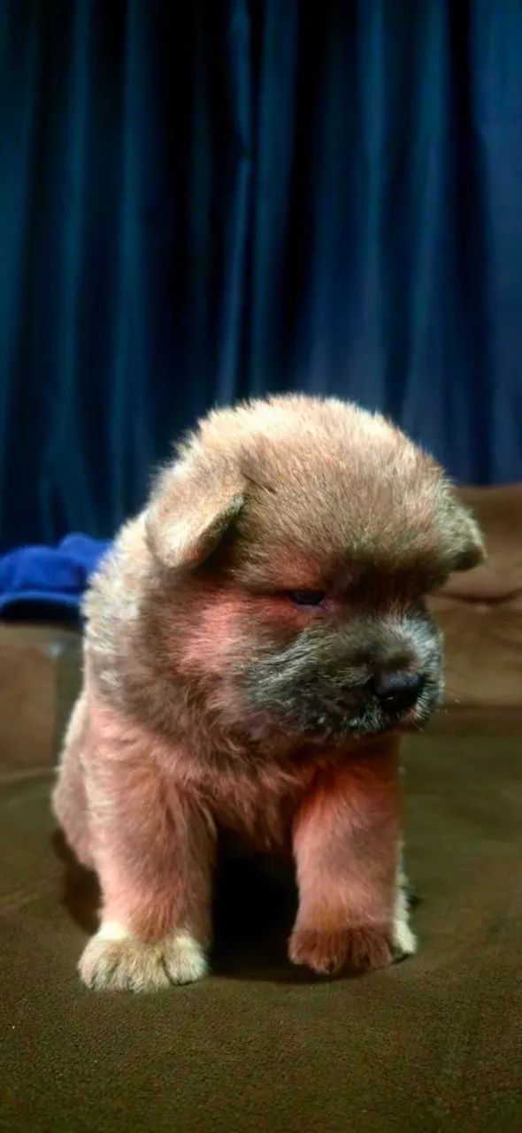 Filhotes de chow chow - Foto 3