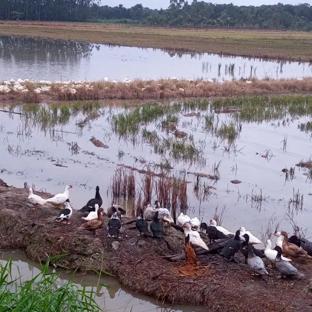 Vendo ou troco patos  - Foto 5