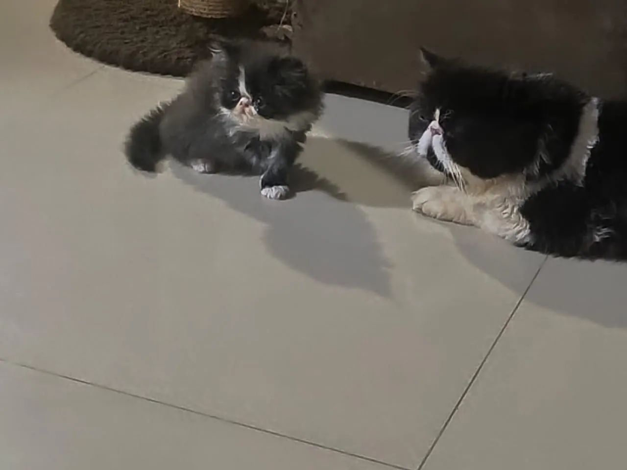 Gato persa - Foto 2