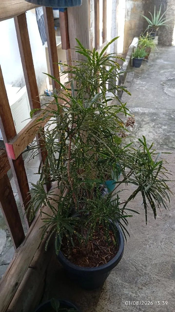 Planta croton - Foto 2