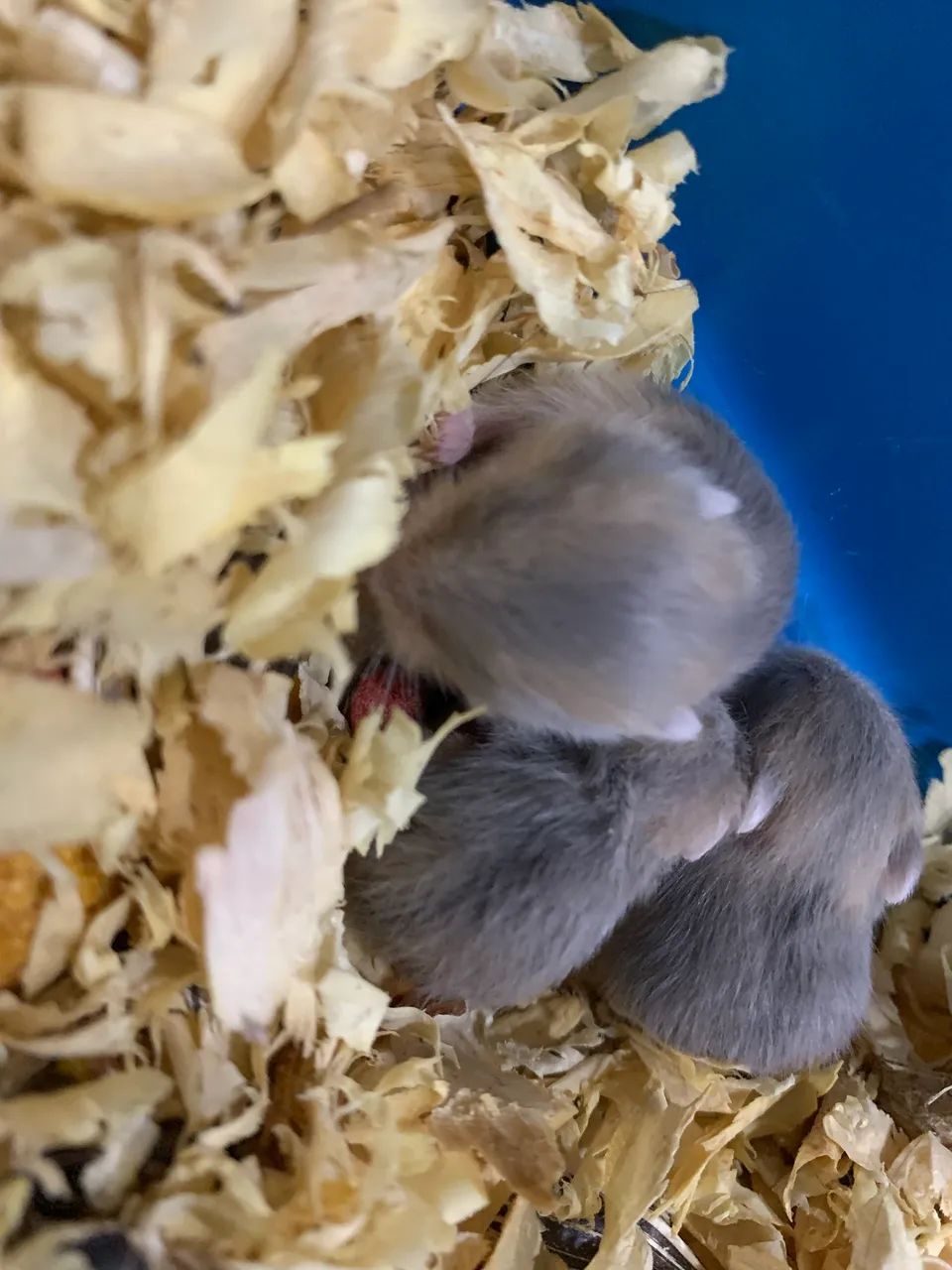 Vendo filhotes de hamster anão russo 