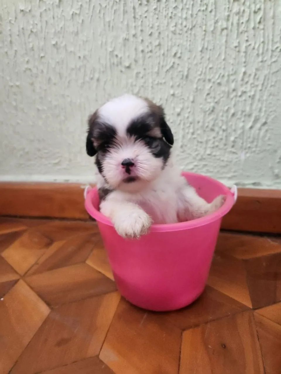 Filhotes shihtzu MACHOS e FÊMEAS  - Foto 3