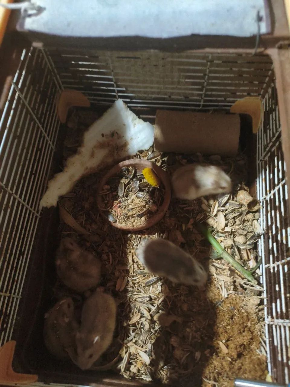 Hamster