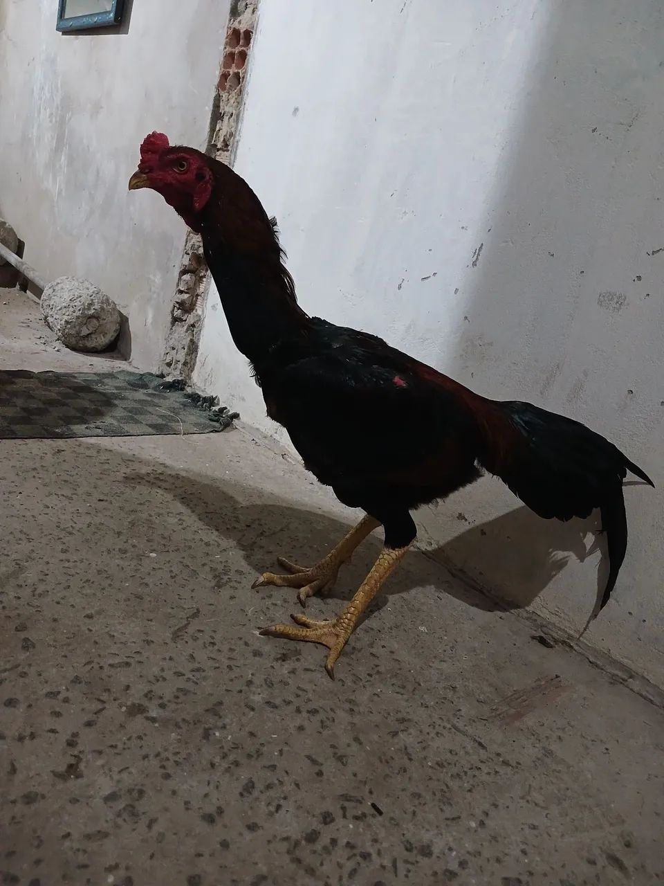 Carioca  - Foto 4
