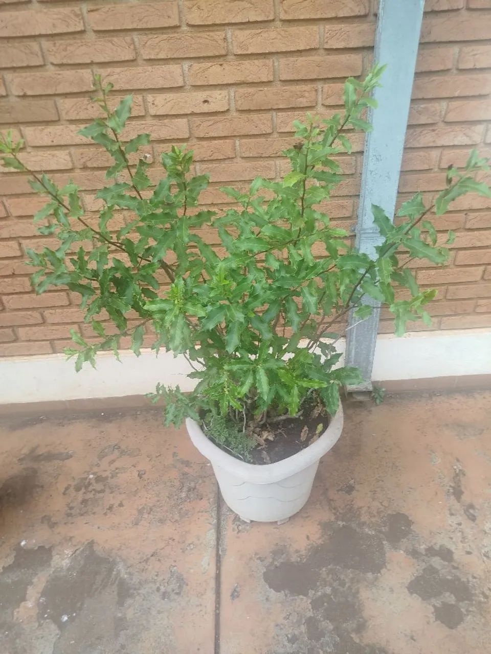 Muda de Espinheira Santa 
