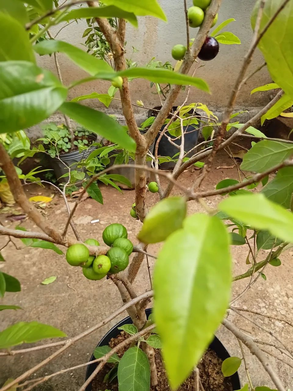 Mudas de jabuticaba  - Foto 3