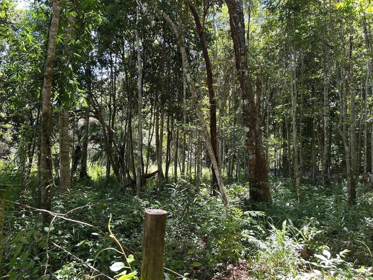 Terreno em Trancoso - Foto 5