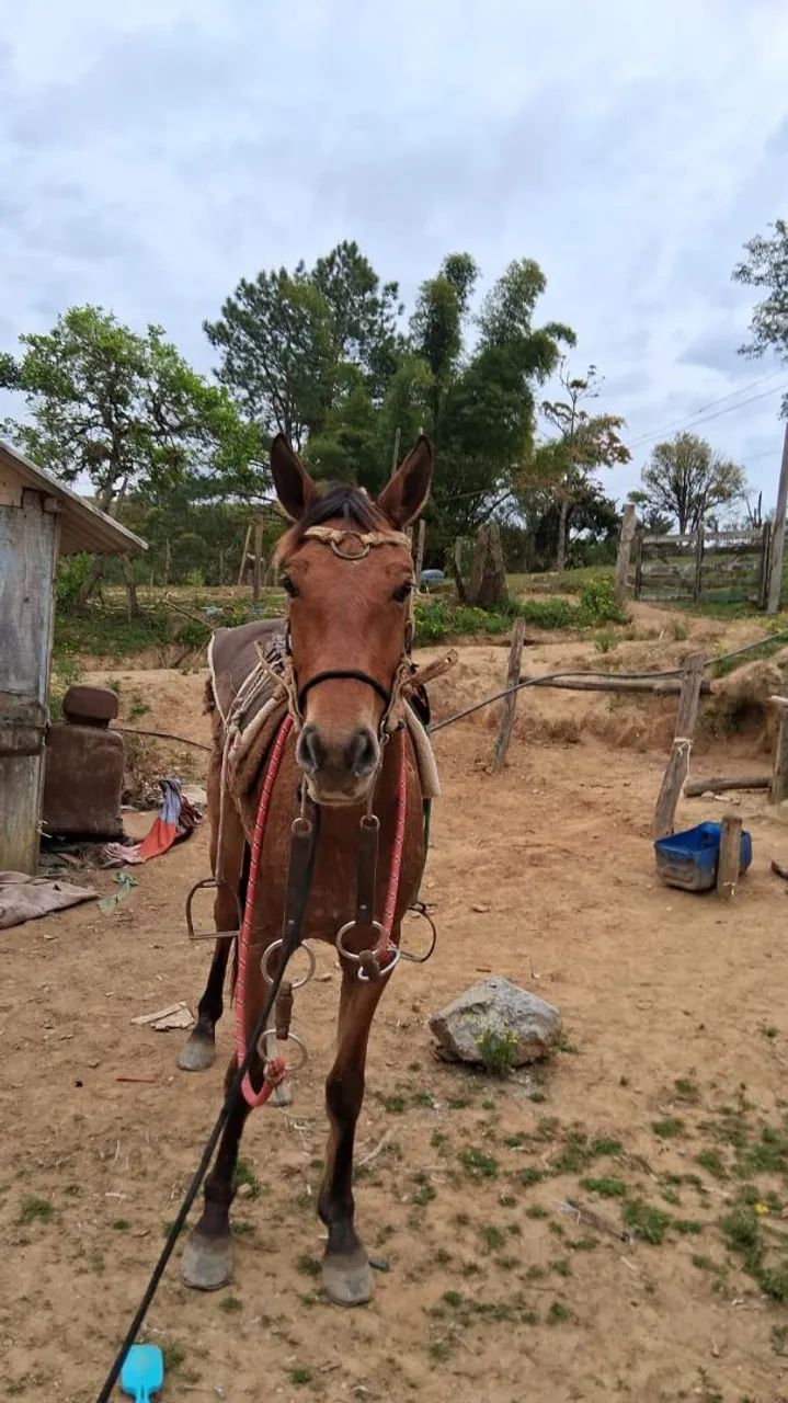 Vendo égua  - Foto 2