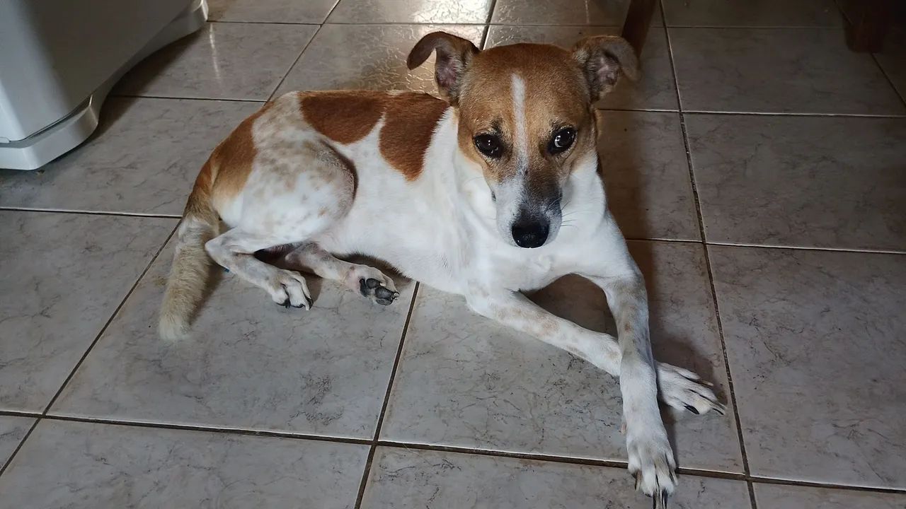 Doa- se cachorro  - Foto 3