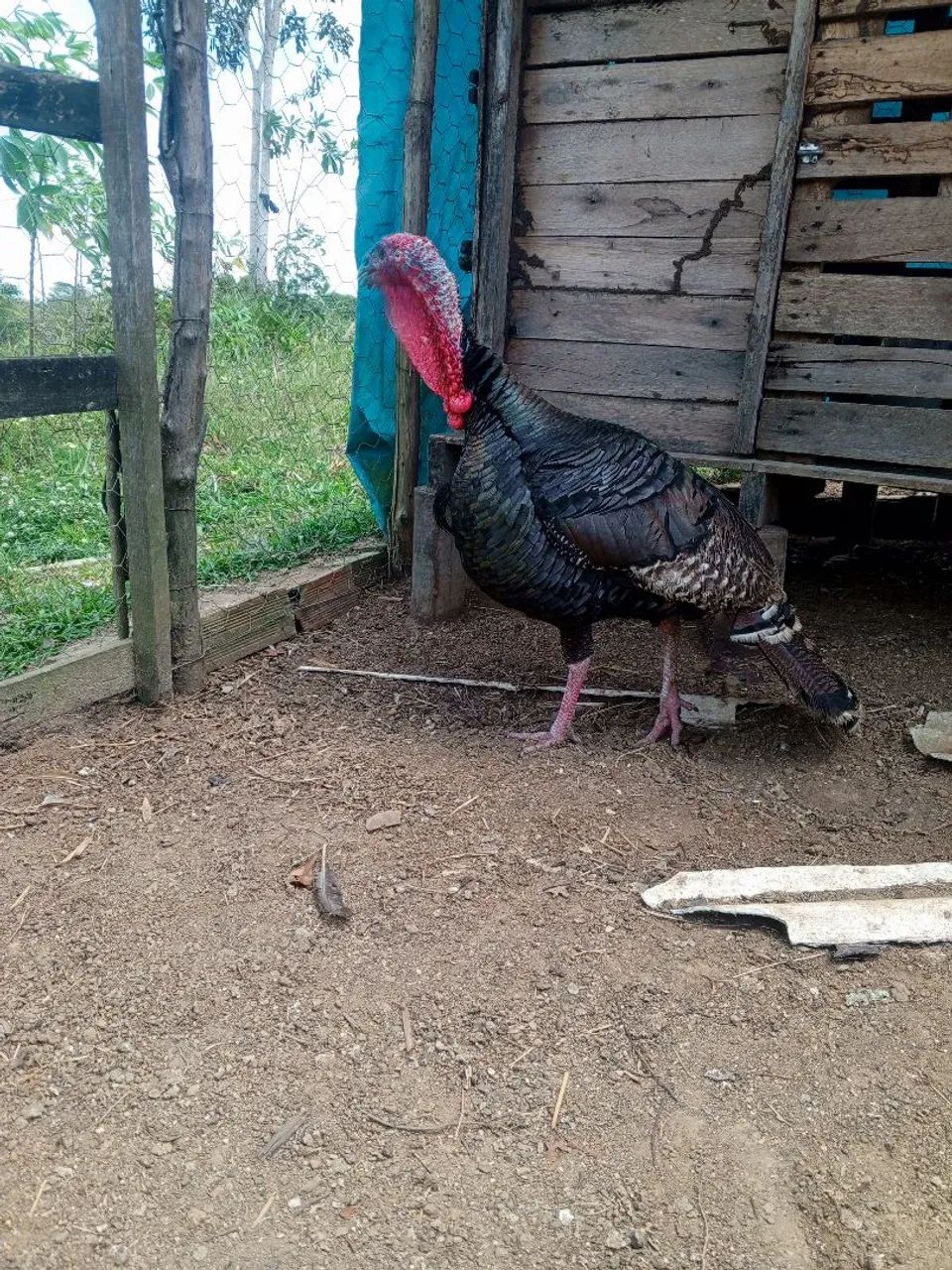Vendo perú  - Foto 4