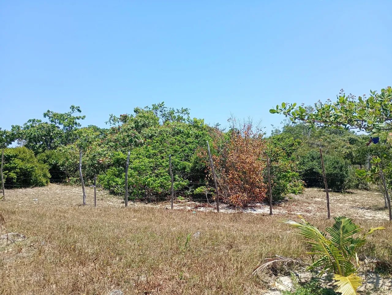 Terreno no Paracuru  - Foto 2