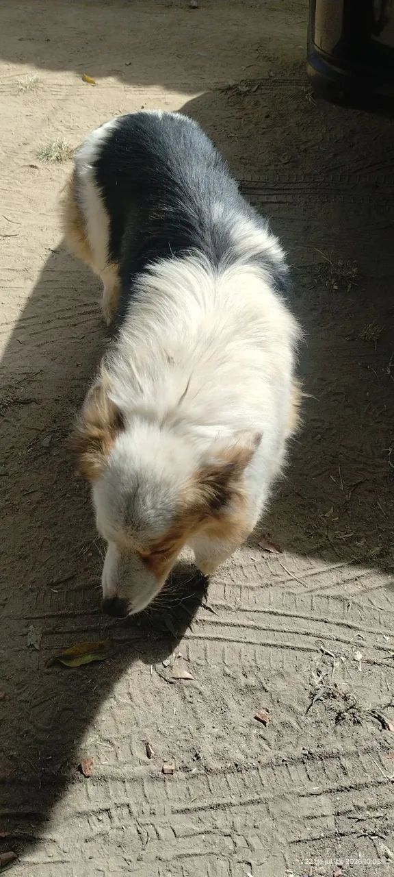 Cachorro 