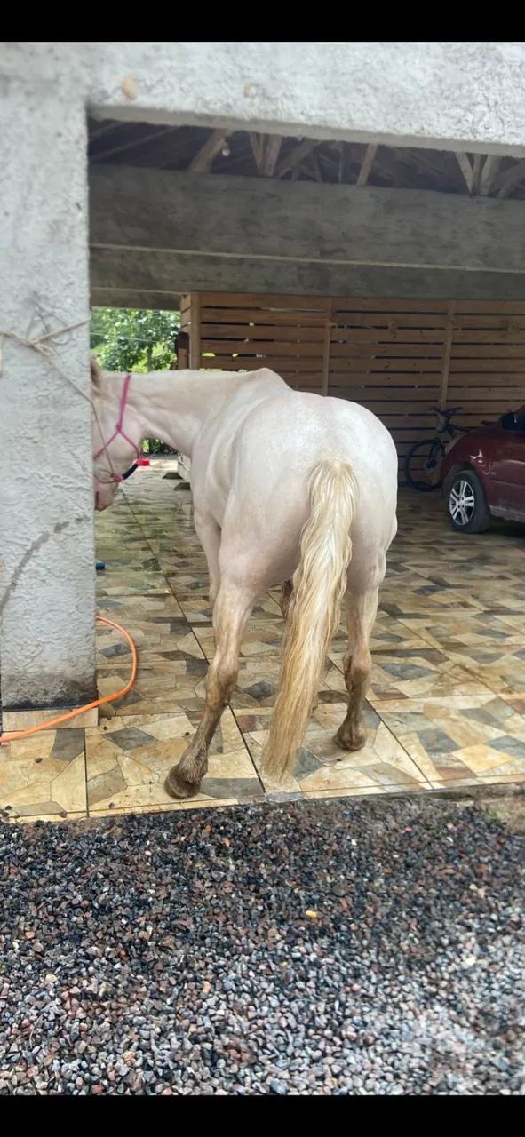 égua 2 olho salgo - Foto 4