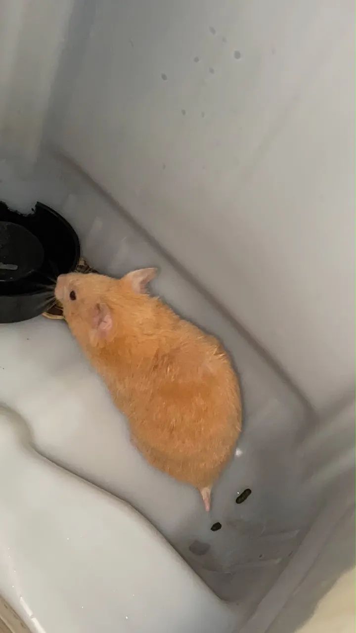 Hamster  - Foto 2