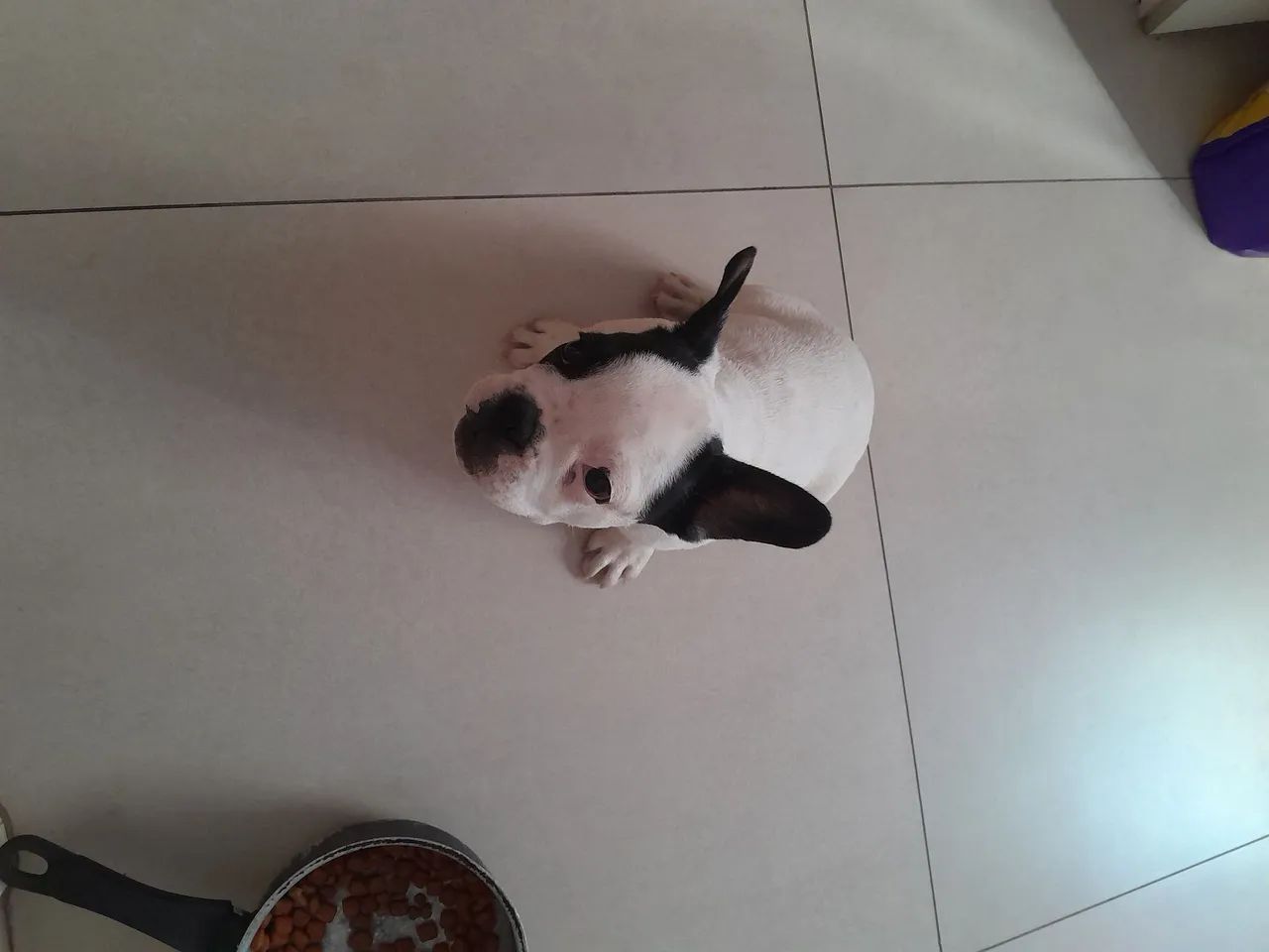 Bulldog Francês macho  - Foto 2