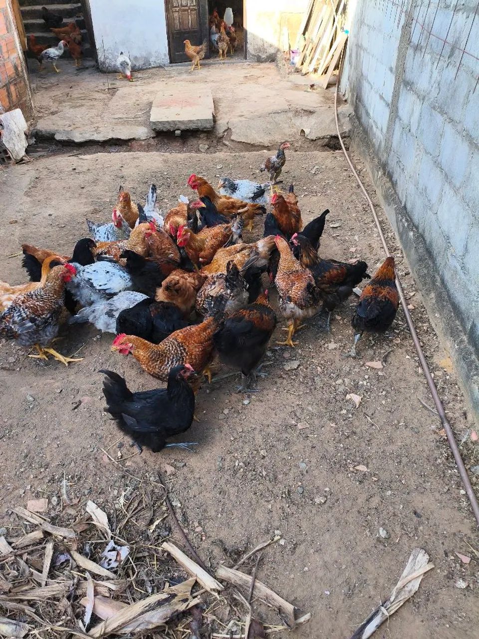 Frango e Franga Caipira  -  Prontos para Abate ou Postura, pesando em média 3kg - Foto 4