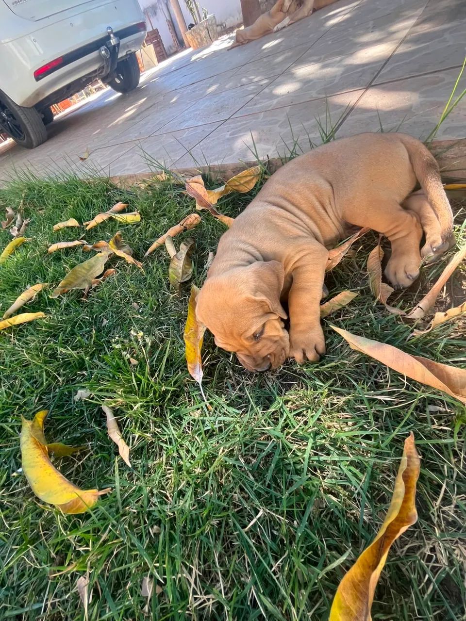 Fila Brasileiro 