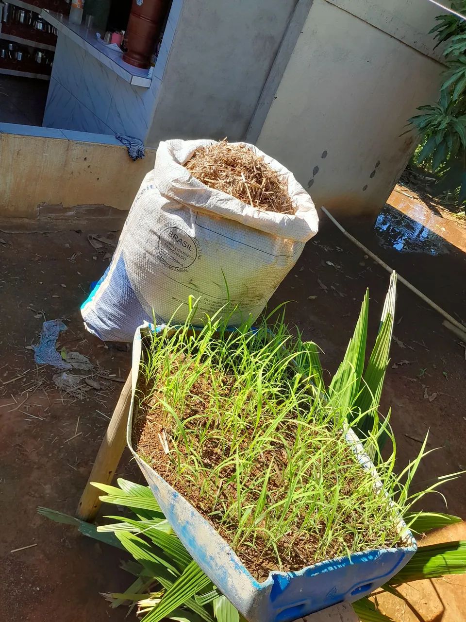 VENDE SEMENTE DE CAPIM ANDROPOGON 30REAIS O SACO  - Foto 2